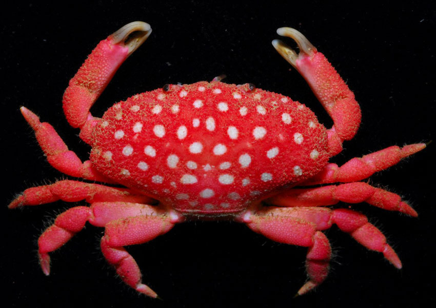 熊猫蚂蚁动物视频,大熊猫少见多怪