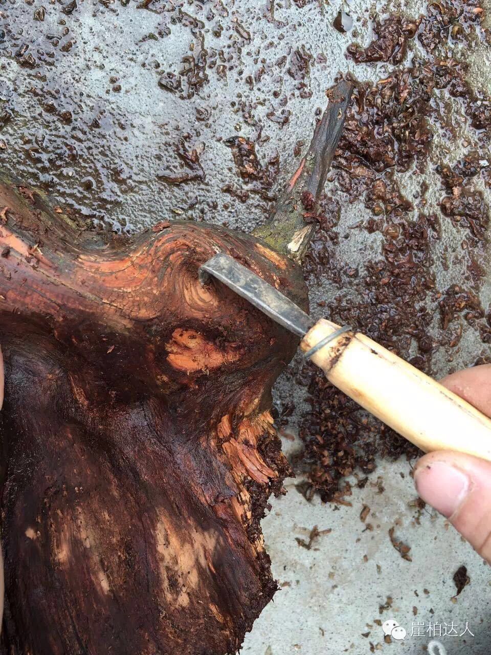 手把手教你打磨崖柏,崖柏玩皮怎么打磨