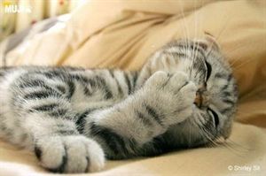 动物配文字搞笑图片,动物搞笑片段大全爆笑