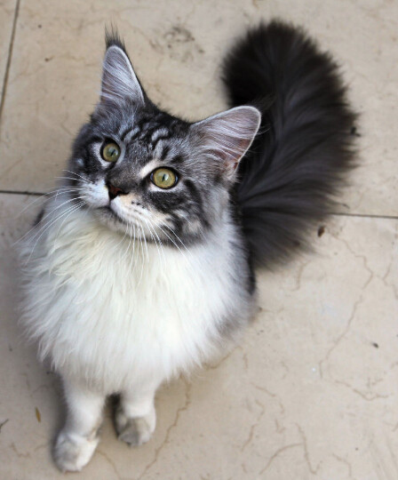 缅因库恩猫白色,缅因库恩猫很少人养