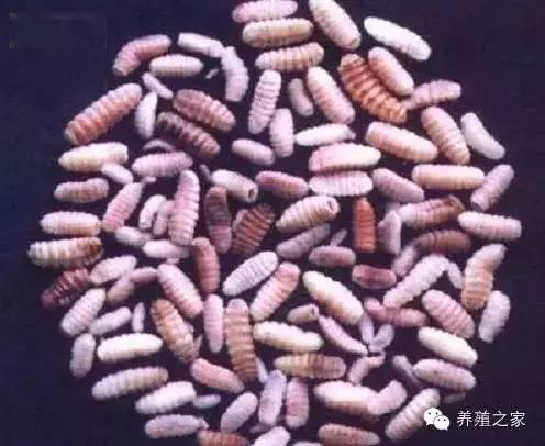 羊各种寄生虫图片及用药,羊有几种寄生虫怎么治