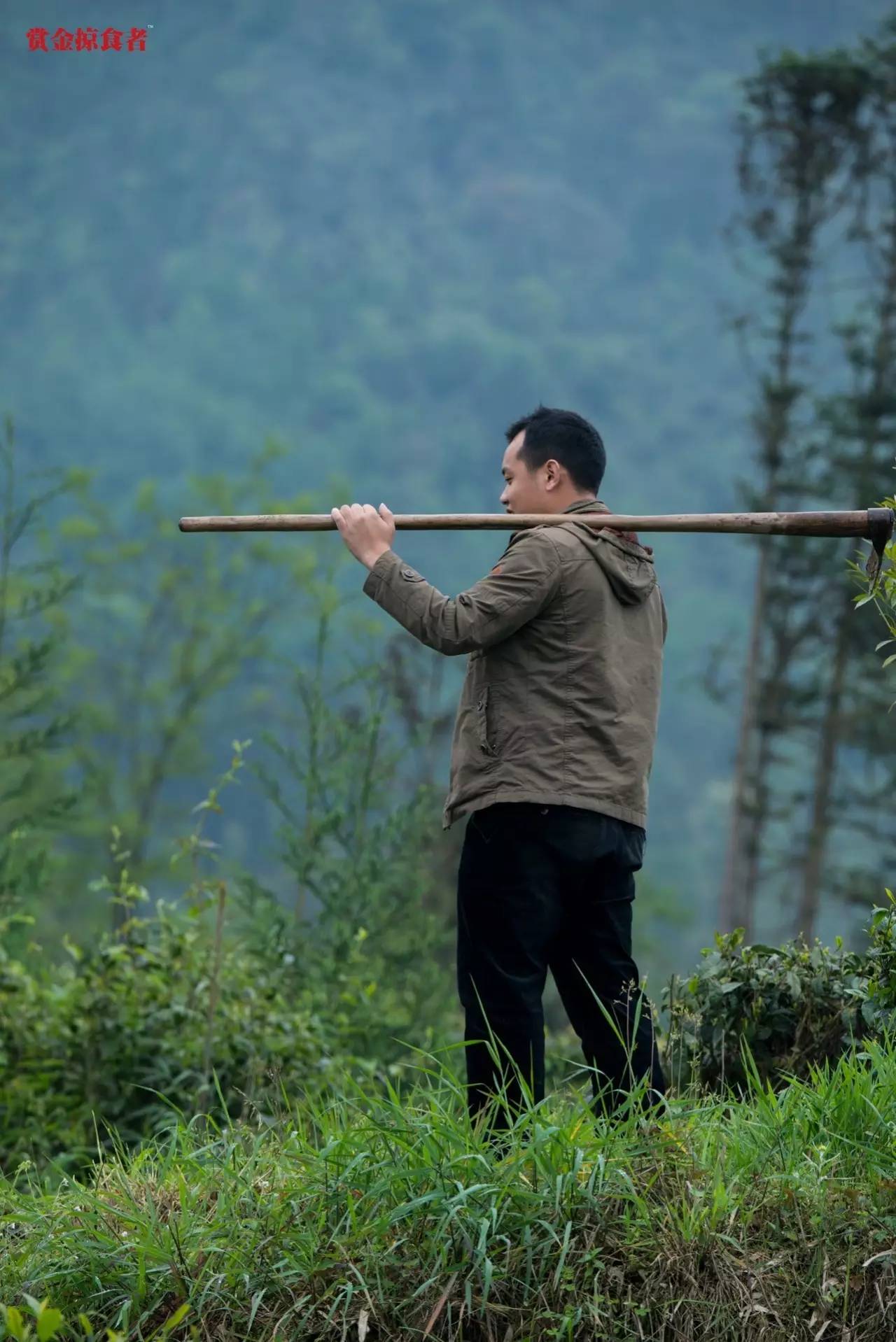 李明青藏特产,李明普洱茶