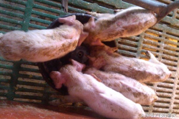 哺乳仔猪反复腹泻怎么治,夏天哺乳仔猪受寒腹泻治疗用药