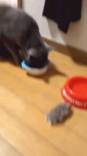 你不知道的仓鼠小秘密,适合学生党的小仓鼠