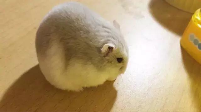 学生党仓鼠推荐,小仓鼠的小秘密