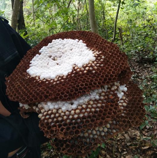 一侗给您介绍一位年轻的侗族捕猎能手——阿现大师