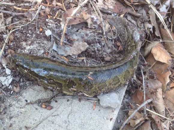 蝌蚪养殖黑鱼,蛙饵钓黑鱼