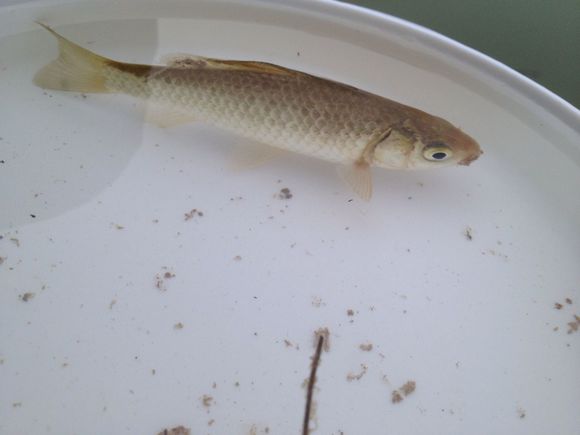 带小伙伴们去水库钓鱼,带大家一起去钓鱼