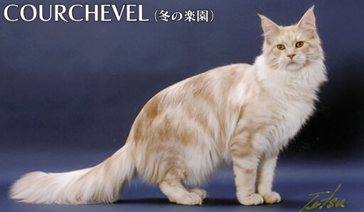 缅因库恩猫白色,缅因库恩猫很少人养