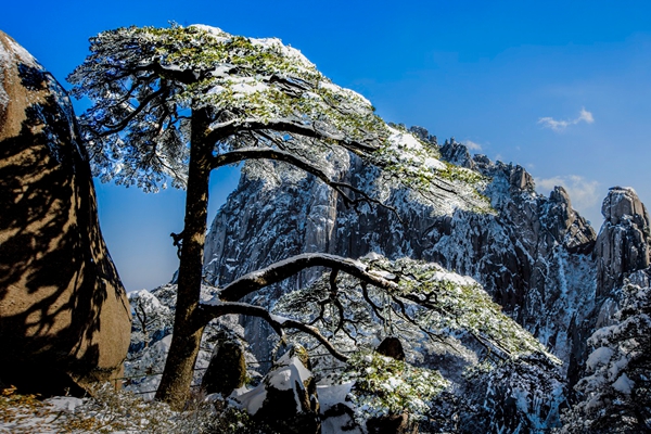 黄山神奇的奇松,黄山之奇险