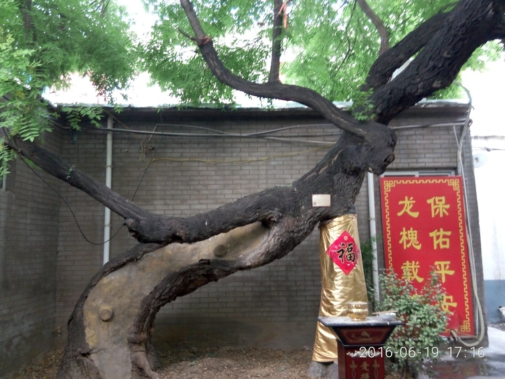 河南千年以上的古树在哪里,安阳十大奇特古树