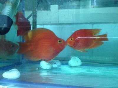 迷你鹦鹉鱼打架怎么制止,鹦鹉鱼打架和亲吻的区别