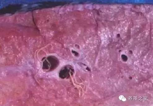 最全羊寄生虫病图谱及治疗处方（珍藏版）？