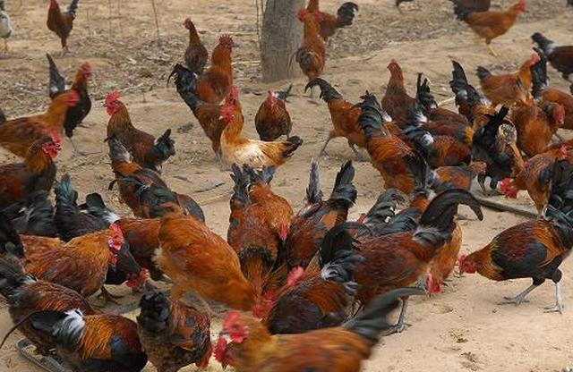 养鸡遇到的烦心事,养鸡为什么会头痛