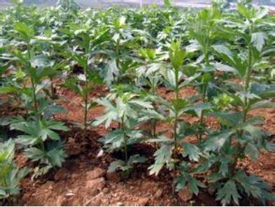 涓嵂榛戦檮瀛愬浣曠厧,涓嵂澶ч檮瀛愮殑鍒悕