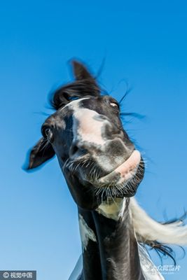 猩猩呆萌抠鼻鹈鹕悲催掉鱼动物界“谐星”分分钟治愈你