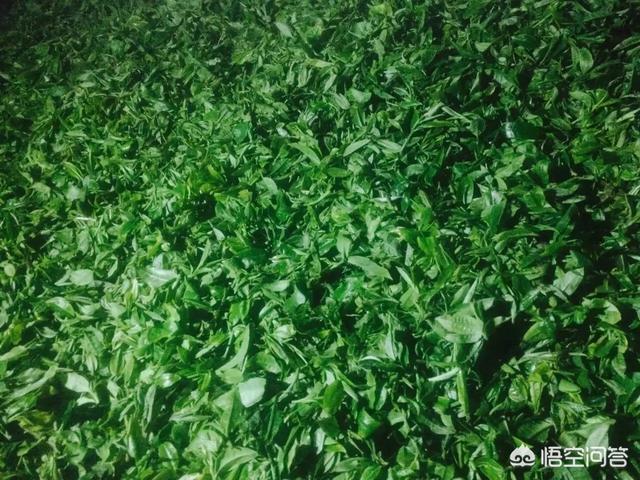 台地茶和高山茶有什么不同,山地茶和台地茶的区别