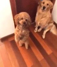 金毛能有多吃醋,金毛为什么容易吃醋