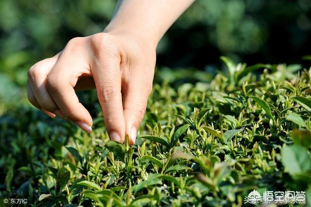 台地茶和高山茶有什么不同,山地茶和台地茶的区别