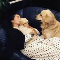 金毛能有多吃醋,金毛为什么容易吃醋