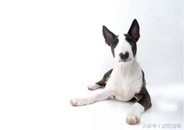 狗狗品种大全图片及简介,狗狗的所有类型品种大全介绍