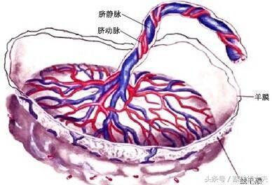 怀孕22周，脐血流检测SD4.3是否偏高？怎么降低？