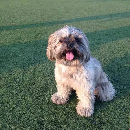 狗狗对着门外大叫是怎么了,狗为什么老是敲自己家的门