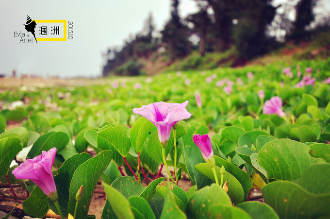 涠洲岛的浪漫旅行,和你去浪漫的涠洲岛