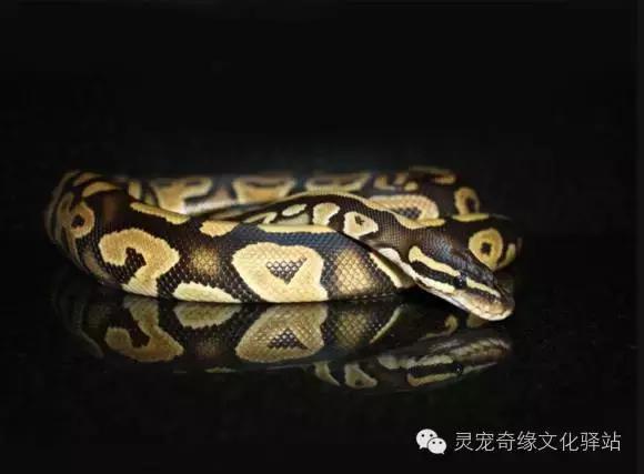 球蟒基因组合大全,球蟒基因品系图鉴下载