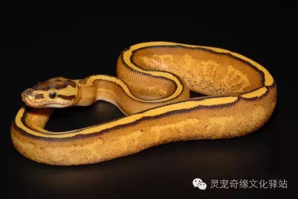 球蟒基因组合大全,球蟒基因品系图鉴下载