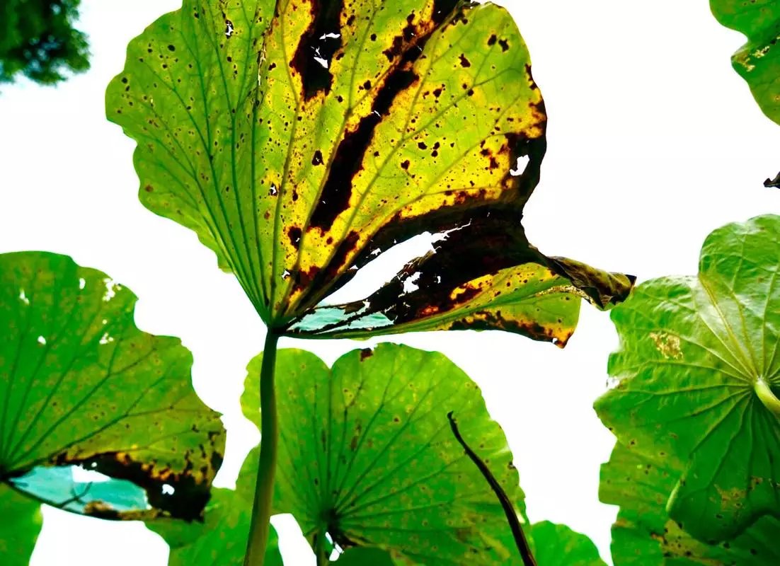 秋天的荷叶的样子,秋天的荷叶和月亮的诗句