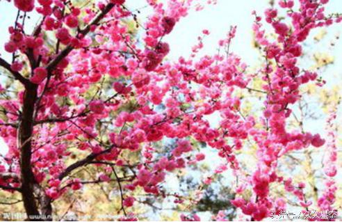 农历几月出生美女桃花运最好,农历这几月出生的女人旺夫又益子