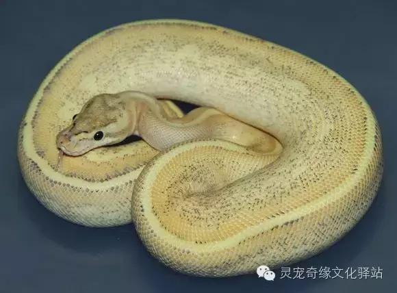 球蟒基因组合大全,球蟒基因品系图鉴下载