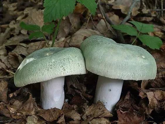 野生蘑菇是侧耳还是平菇,野生蘑菇黑的好还是白的好