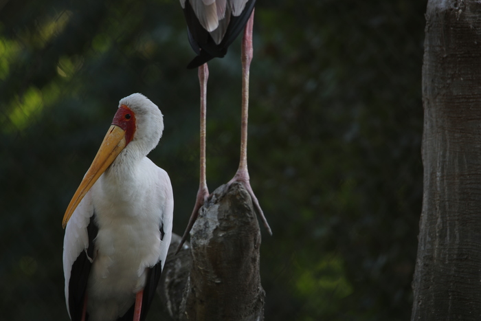 腾龙150-600g2镜头防抖模式详解,腾龙150-600镜头固件升级
