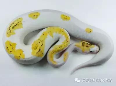 球蟒基因组合大全,球蟒基因品系图鉴下载