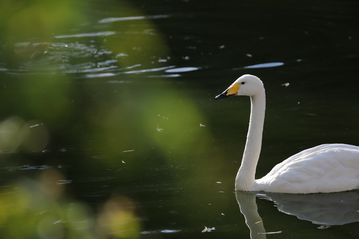 腾龙150-600g2镜头防抖模式详解,腾龙150-600镜头固件升级