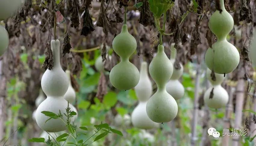 葫芦迷的“八不正瓶”