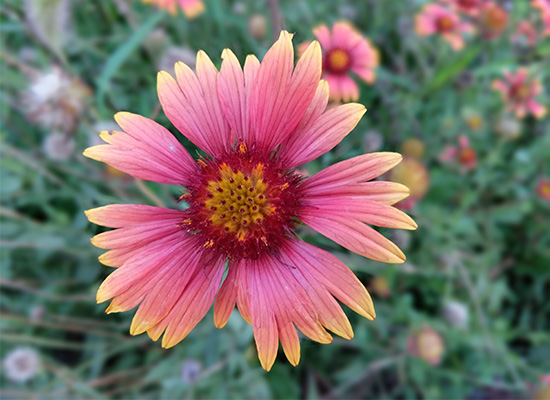 cool1dual是什么牌子,cool1dual有多少软件