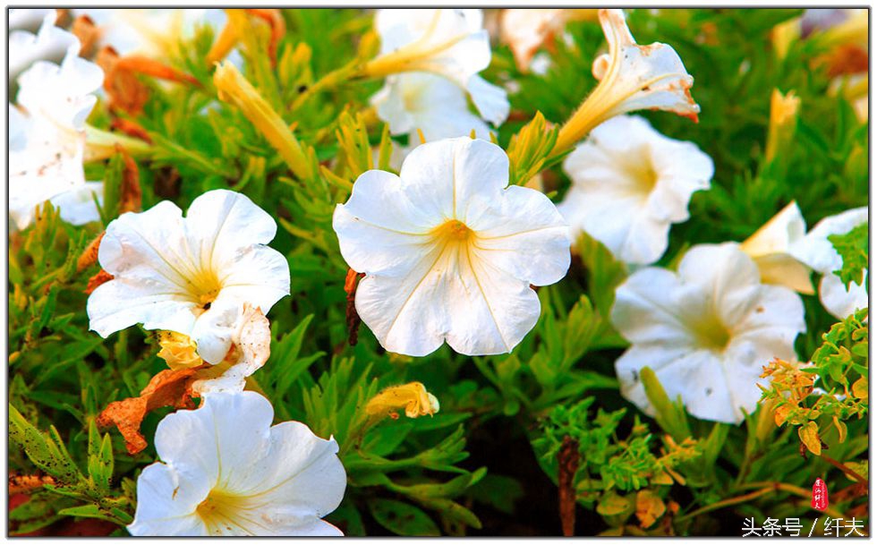 姹紫嫣红入夏来,姹紫嫣红等你来