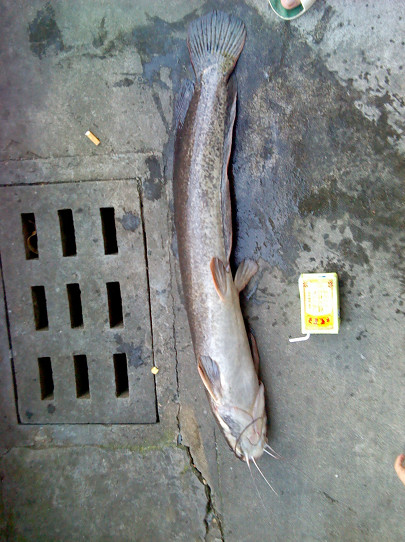 臭水塘里钓塘鲺，2分钟一条，钓多少都是扔掉