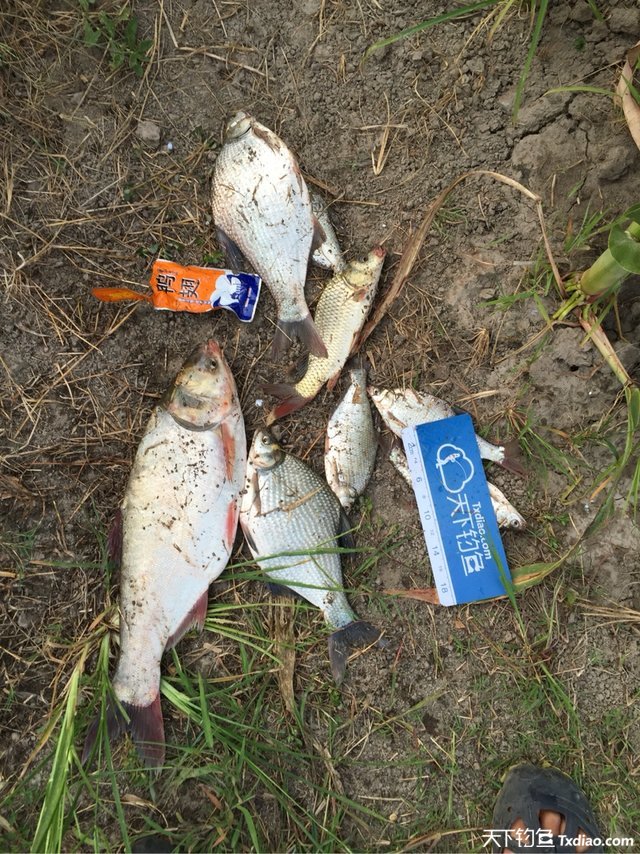 渔品汇产品,渔品汇饵料