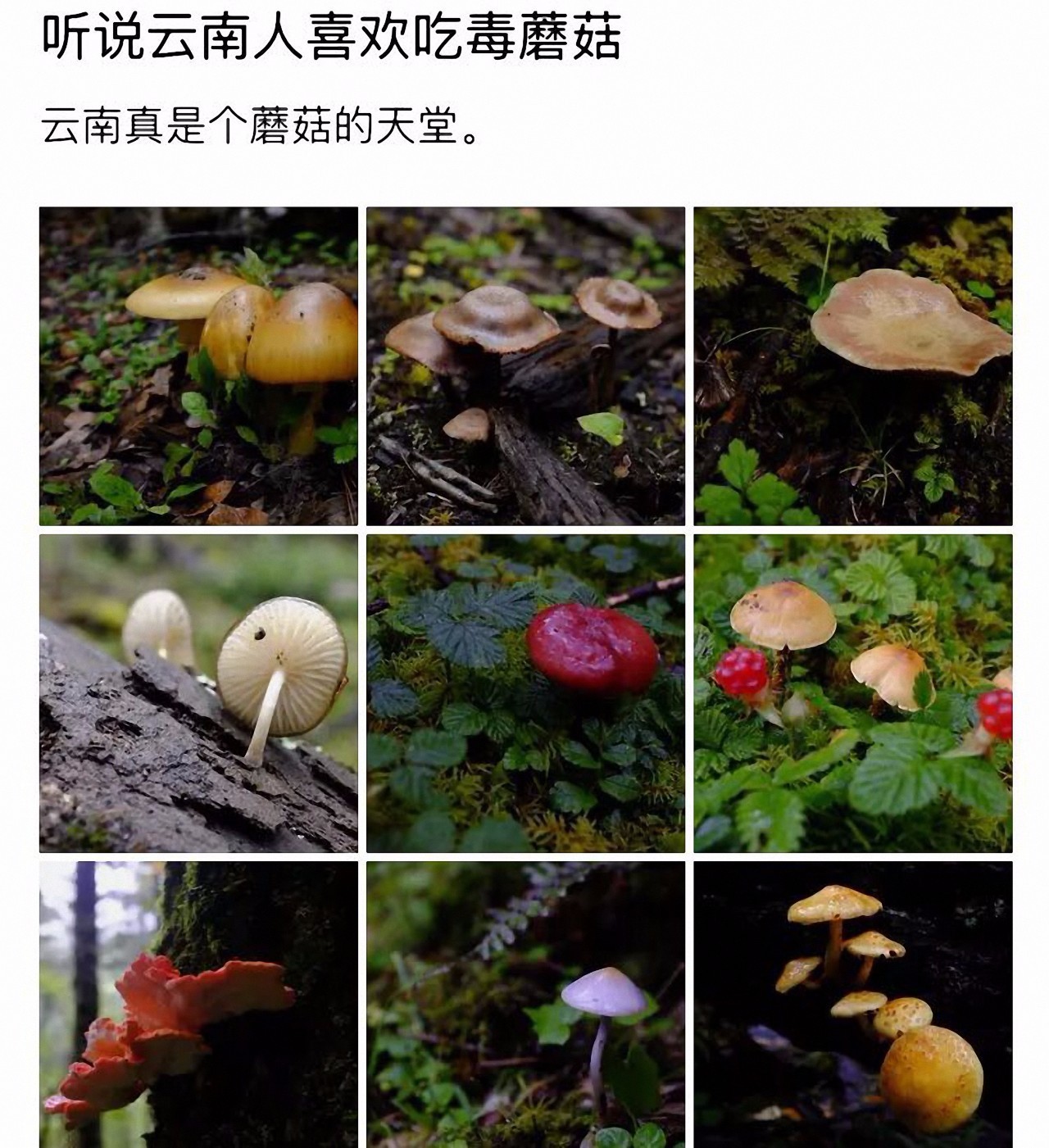 野生蘑菇是侧耳还是平菇,野生蘑菇黑的好还是白的好