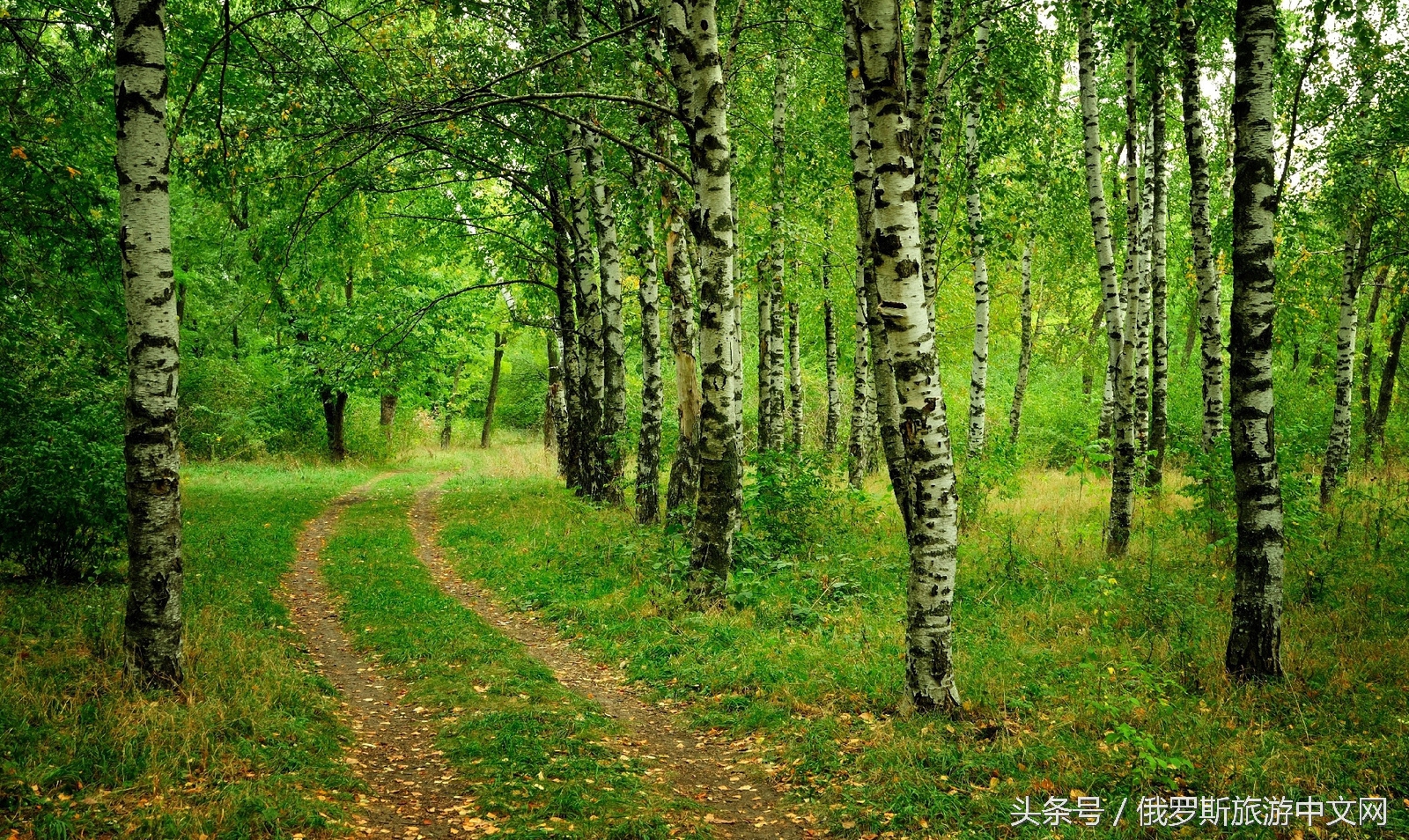 俄罗斯白桦林的四季风情