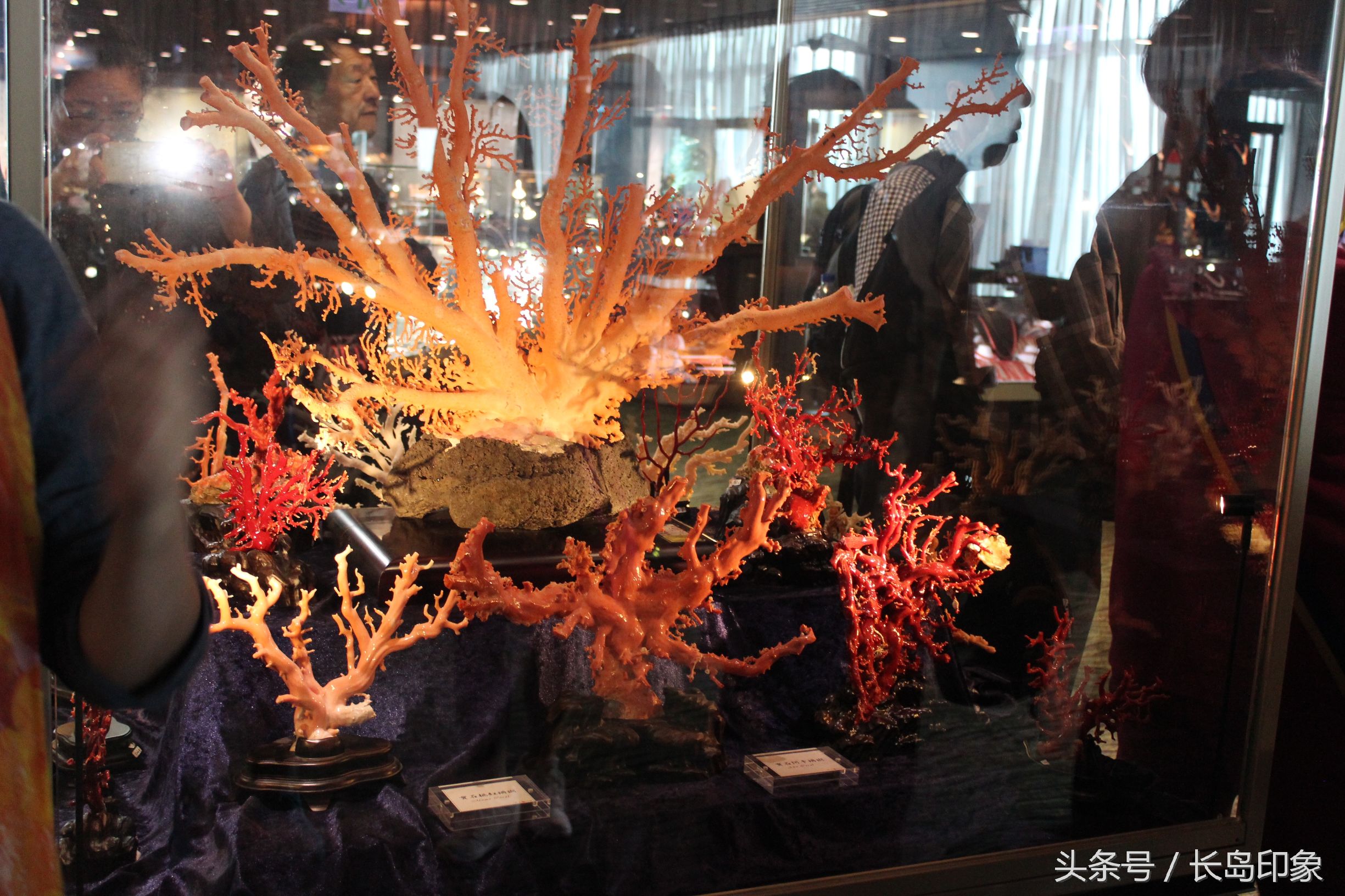 红珊瑚台湾寓意,台湾红珊瑚和日本红珊瑚的区别