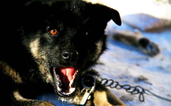 纯纯的土狗,纯纯的小土狗