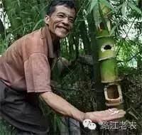 云南昆虫宴美食,云南特色虫宴