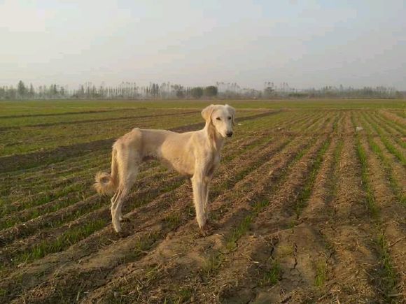 纯纯的土狗,纯纯的小土狗