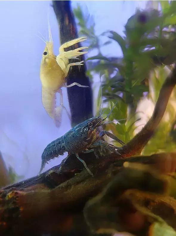 捕获大鱼惊悚片,拍到鲨鱼捕食鱼的真实一幕