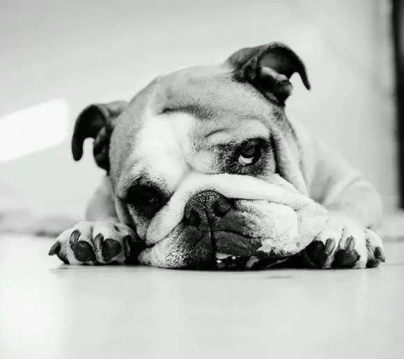 狗狗失去伴侣抑郁症,狗狗得抑郁症怎么办